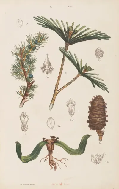 Wielki Atlas Do Zoologii Botaniki I Mineralogii Pl 097
