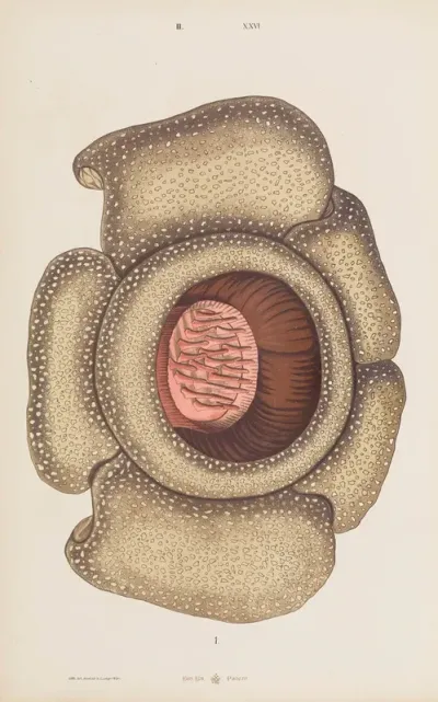 Wielki Atlas Do Zoologii Botaniki I Mineralogii Pl 098
