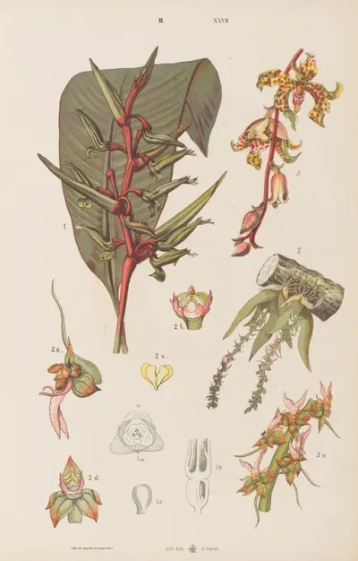 Wielki Atlas Do Zoologii Botaniki I Mineralogii Pl 099