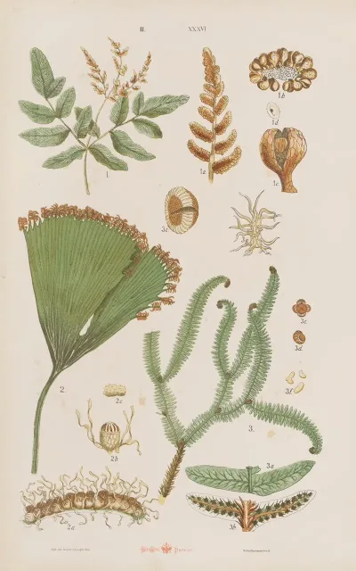 Wielki Atlas Do Zoologii Botaniki I Mineralogii Pl 108