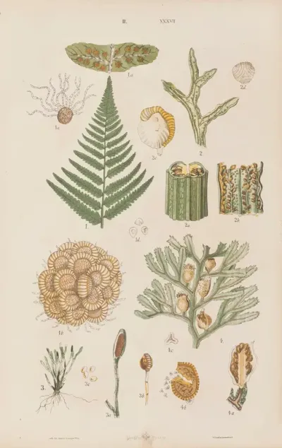 Wielki Atlas Do Zoologii Botaniki I Mineralogii Pl 109