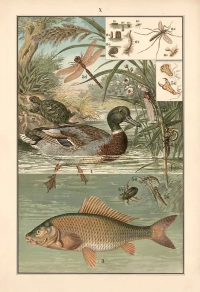 Wild Duck Pond Turtle Carp Dragonfly Mosquito
