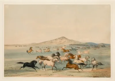 Wild Horses At Play