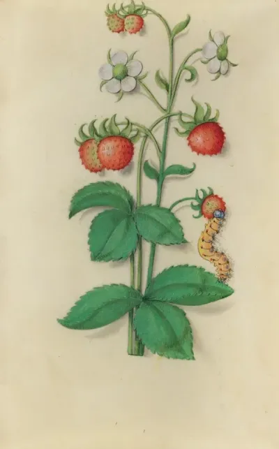Wild Strawberry Fragaria Vesca With A Caterpillar