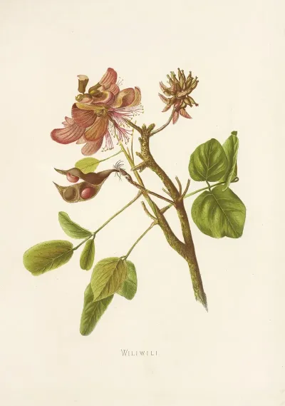 Wiliwili