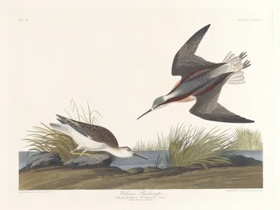 Wilsons Phalarope 2