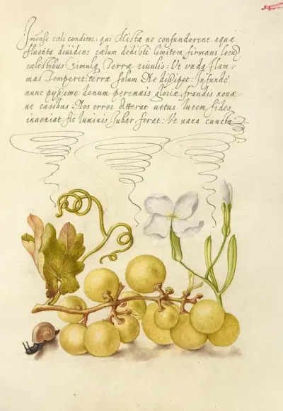 Wine Grape Gillyflower And Land Snail