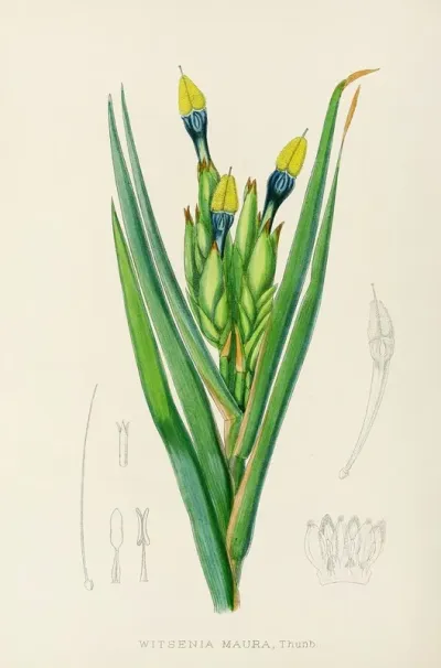 Witsenia Maura