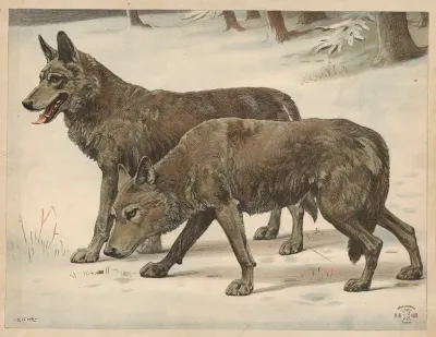 Wolf 4