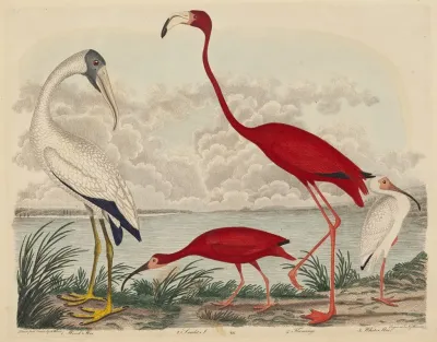 Wood Ibis Scarlet Ibis Flamingo And White Ibis