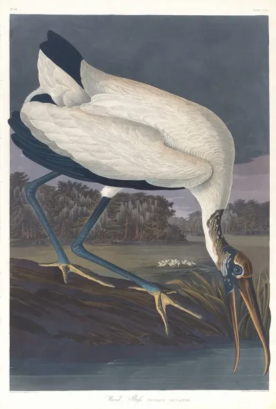 Wood Ibis