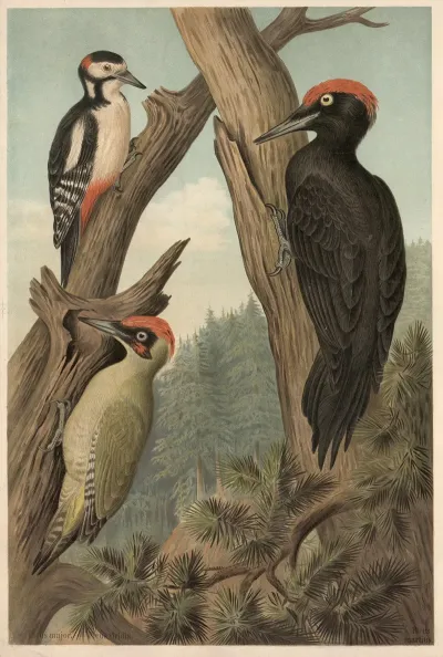 Woodpecker 4