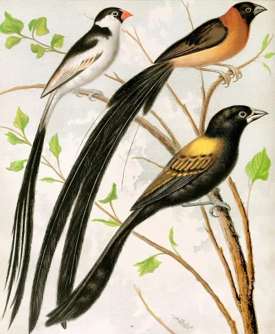 Wydah Birds