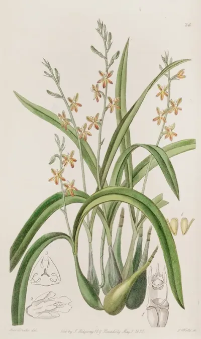 Yellow Ochre Coloured Epidendrum