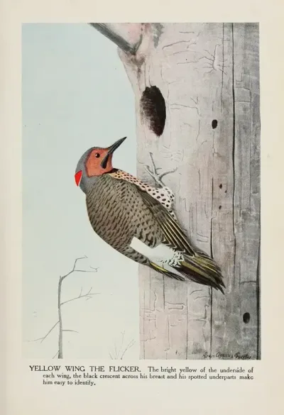 Yellow Wing The Flicker