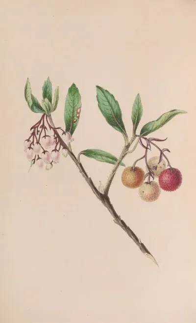 Yew