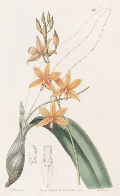 Yolk Of Egg Epidendrum