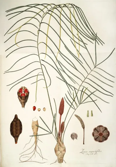 Zamia Angustifolia