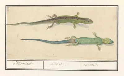 Zandhagedis Lacerta Agilis Akedissche Lacerta Lezard