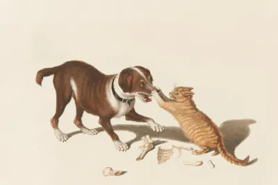 Zankender Hund Und Katze