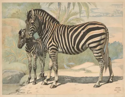 Zebra 10