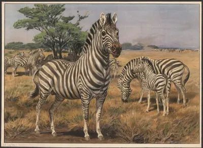 Zebra 5