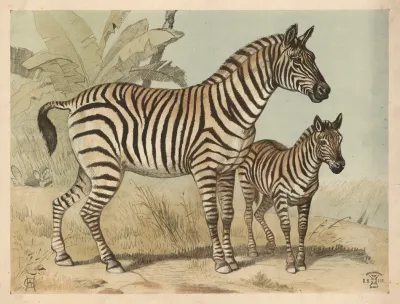 Zebra 7