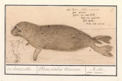 Zeehond Phocidae Zee Hond Robbe Phoca Vitulus Marinus Robbe Veau Marin