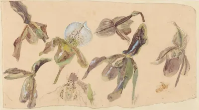 Zeven Studies Van Orchideeen 2