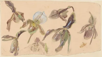 Zeven Studies Van Orchideeen