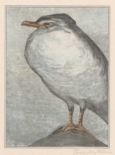 Zilvermeeuw