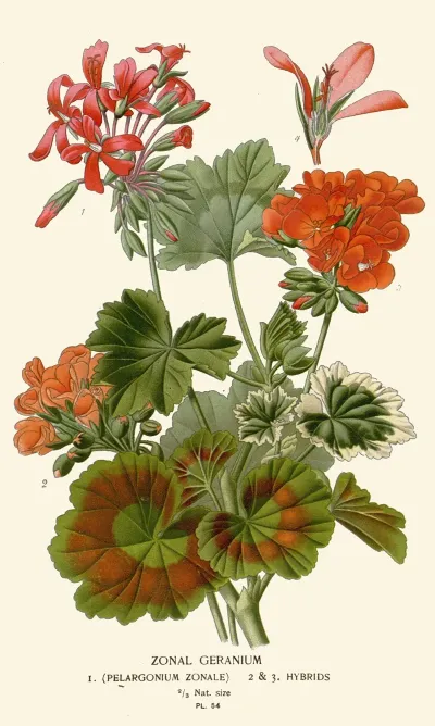 Zonal Geranium