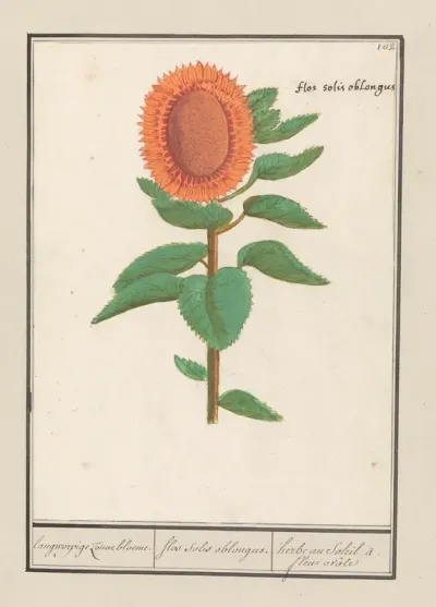 Zonnebloem Helianthus Annuus Langworpige Zonnebloeme Flos Solis Oblongus Herbe Au Soleil A Fleur Ovale