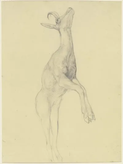 Zur Strecke Gebrachter Steinbock