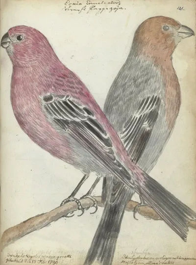 Zweedse Vogels