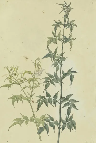Zwei Jasminzweige
