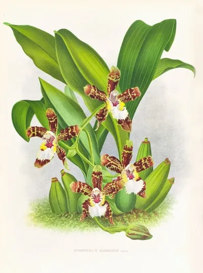 Zygopetalum Jorisianum