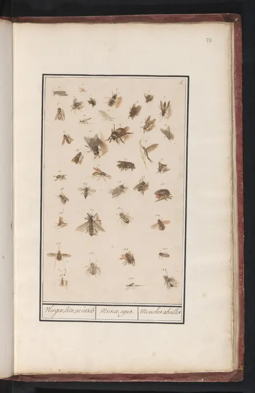 38 Winged Insects Wall Art by Anselmus Boëtius de Boodt - High-Resolution Digital Print