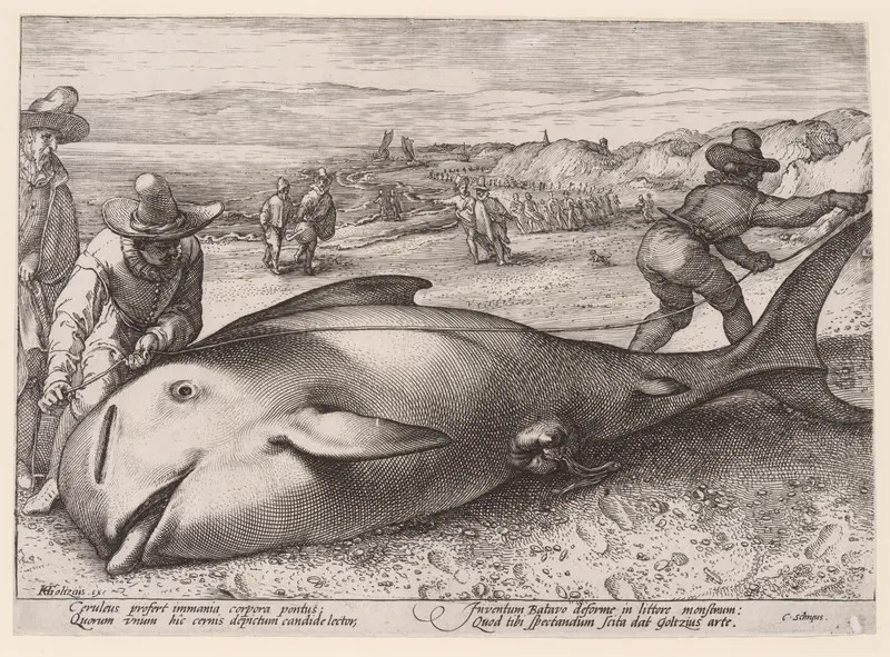 A beached pilot whale near Zandvoort on 21 November, 1594 Wall Art by Hendrick Goltzius - High-Resolution Digital Print