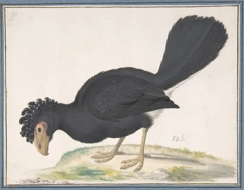 A Black Curassow Wall Art by Johannes Bronckhorst - High-Resolution Digital Print
