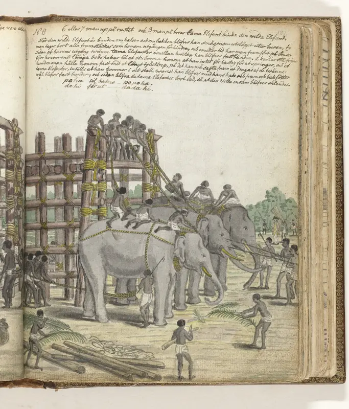 A Bound Elephant being led from the Last Section of the trap, the Prison Corral Wall Art by Jan Brandes - High-Resolution Digital Print