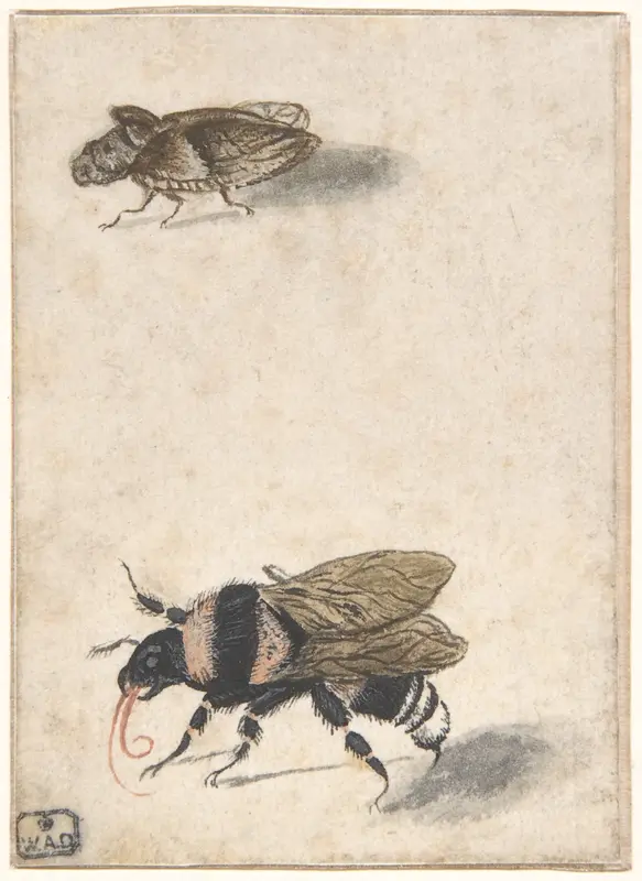 A Bumble Bee and a Fulgoroid Wall Art by Anonymous, Dutch, 17th century - High-Resolution Digital Print