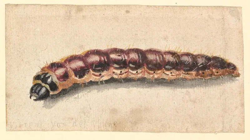 A Caterpillar Wall Art by Vincent Laurensz van der Vinne - High-Resolution Digital Print