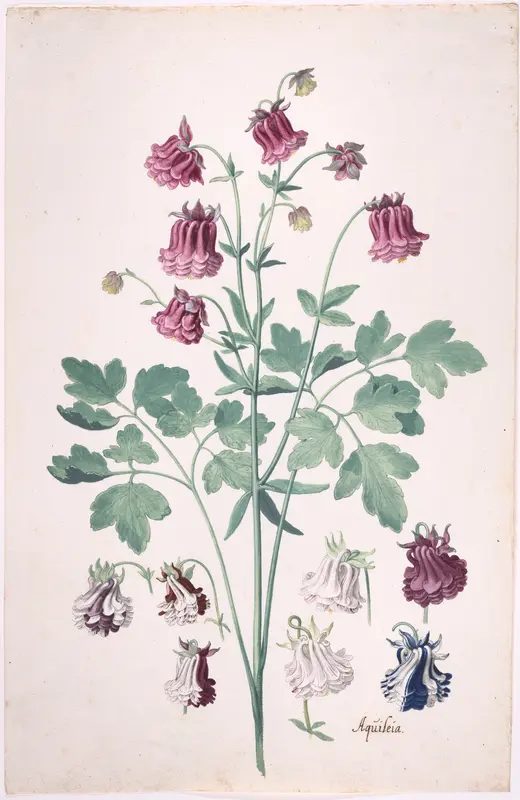 A Columbine or Granny's Bonnet (Aquilegia), with Additional Studies of Flowers Wall Art by Pieter Holsteyn II - High-Resolution Digital Print