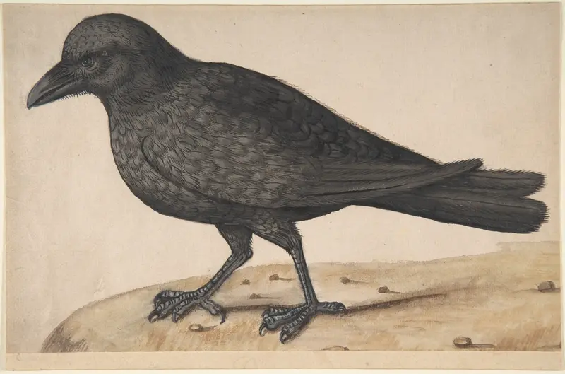A Crow Wall Art by Anonymous, Italian, 17th century - High-Resolution Digital Print