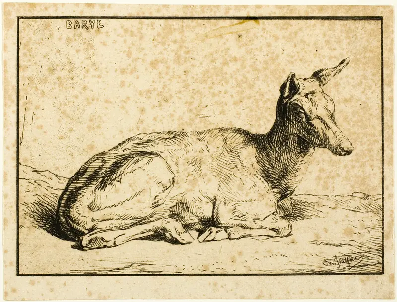 A Doe