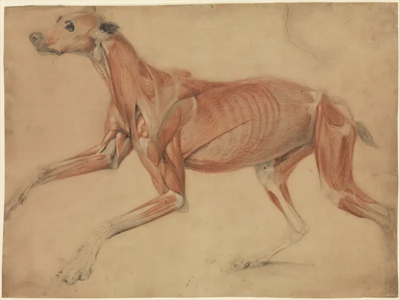 A full size écorché study of a hound Wall Art by Charles Landseer - High-Resolution Digital Print