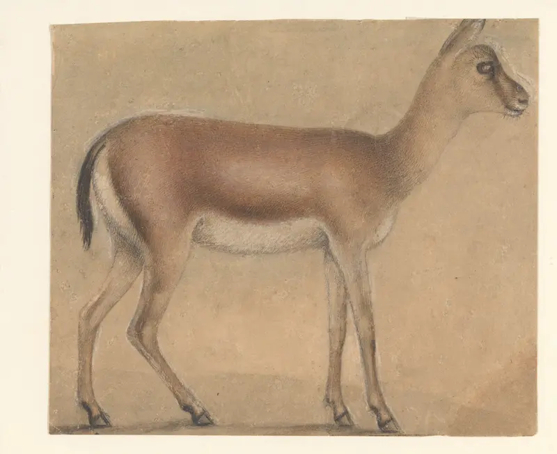 A Gazelle in Profile, Moving Toward the Right Wall Art by Michelino da Besozzo (Michelino de Mulinari) - High-Resolution Digital Print