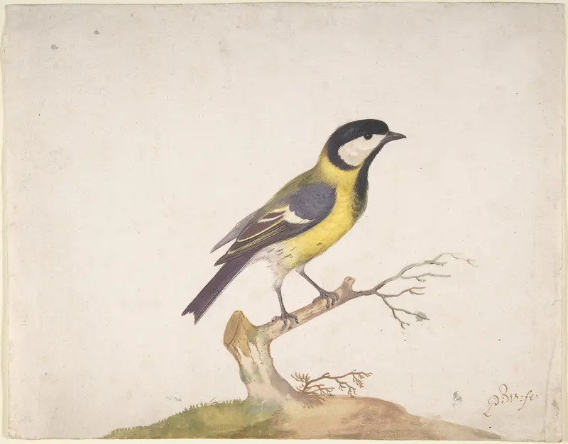 A Great Titmouse (Parus major) Perched on a Branch Wall Art by Pieter Withoos - High-Resolution Digital Print