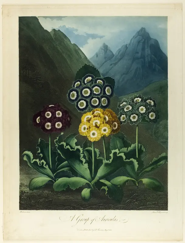 A Group of Auriculas, from The Temple of Flora Wall Art by L. V. Hopwood - High-Resolution Digital Print